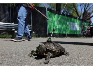 Kaplumbağasını tasmayla gezdiriyor