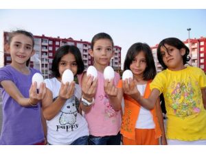 Okullarda sütten sonra yumurta dönemi