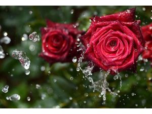 Dünyanın gülü Bursa'dan gidiyor