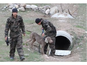 Özel harekatın sığınak köpekleri