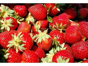 Çilek tadında ihracat