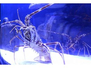 Yengeç ve ıstakozun atası "Johnny Depp"