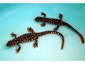 "Yenilenmenin" sırrı semenderlerde olabilir