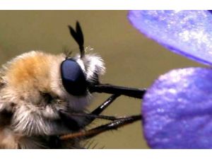 İlk kez "petek göz" geliştirildi