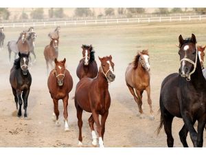 Şampiyon At Sahibine Koşuyor