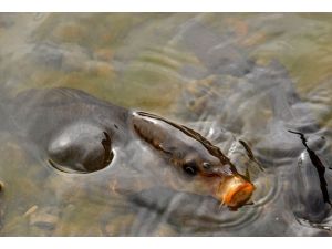 Türk bilim adamları 3 balık türü keşfetti