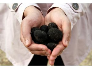 Köylünün "2 bin avroluk mantar" şaşkınlığı