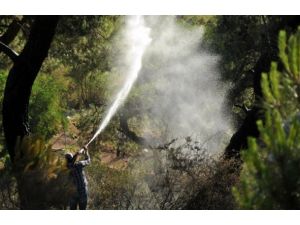 Manisa'da orman yangını