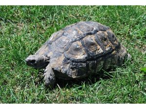 Kaplumbağaların kabuklarının sırrı çözüldü