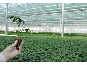 Bitkisel üretimde biyolojik mücadeleye destek