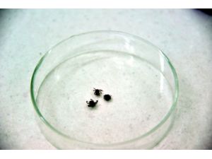 Yozgat'ta KKKA'dan ölüm