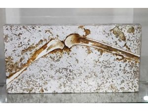 55 milyon yaşında primat fosili bulundu