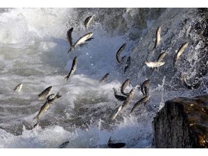 Van Gölü'nün uçan balıkları