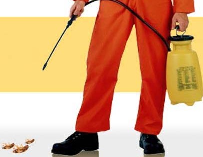 Pireler Hakkında Genel Bilgiler ve Pirelerle Mücadele Yöntemleri