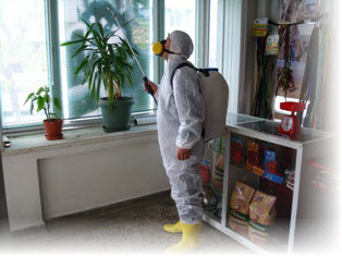 En Uygun Fiyata Böcek ve Haşere İlaçlama