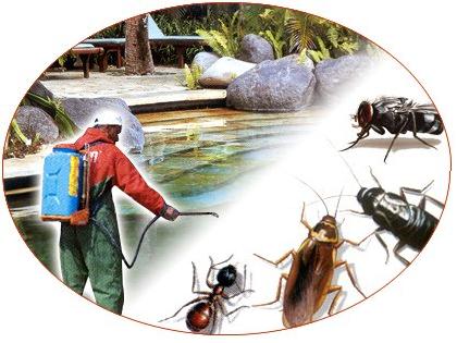 Böcek ve Haşere İlaçlama Hakkında Her şey