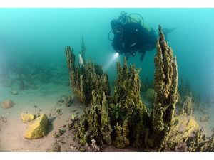 Van Gölü'nde mercan konolileri bulundu