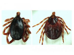 Sivas'ta kene türleri belirlendi