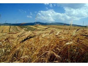 Tarım arazilerinde "tek mirasçı" dönemi