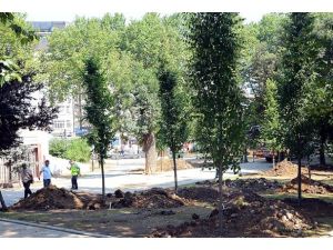 Gezi Parkı'na 100 yetişkin ağaç dikildi