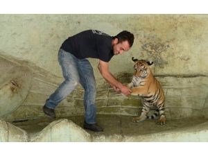 Koko Cango "bezi attı"