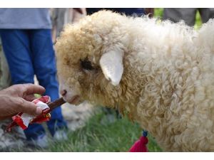 Bu kuzu kola içiyor, çikolata yiyor