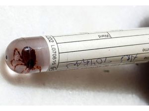 Türkiye'nin her bölgesinde kene tehdidi var