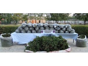 Yasa dışı kenevir ekiminde Diyarbakır ilk sırada