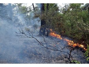 Çeşme'de orman yangını