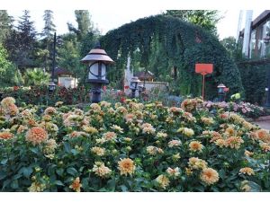 Türkiye endemik bitki zengini