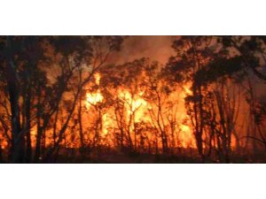 Muğla'da orman yangını