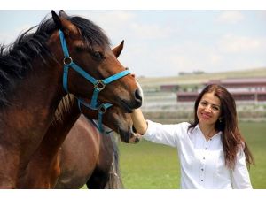 Safkan ve şampiyon atlar ona emanet