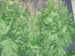 Turizm merkezlerinde uyuşturucu operasyonu