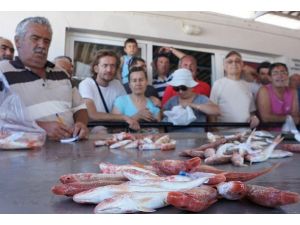 "Altın" kadar kıymetli balık