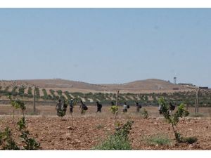 Suriye sınırında bir kaçakçı öldü