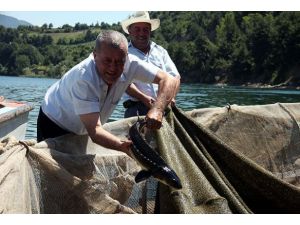 Nesli yok olmasın diye kafeslerde yetiştiriliyor