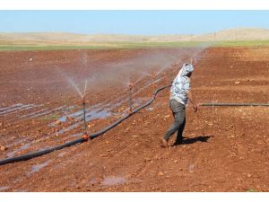 Güneydoğu'da toplulaştırma arazi fiyatlarını artıracak
