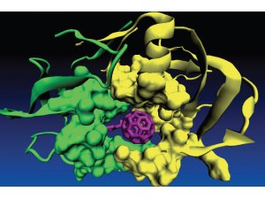"AIDS ve kansere etkisini saptadık"