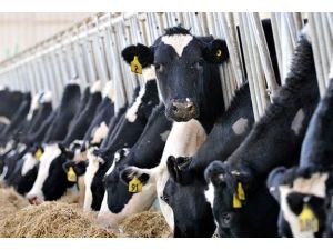 Türkiye hayvancılıkta Avrupa liderliğine "göz koydu"