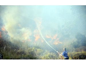 Bodrum'da orman yangını