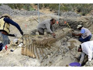 72 milyon yıllık dinozor kuyruğu fosili bulundu