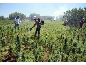 Lice'de uyuşturucu operasyonu