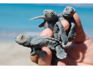 Yavru caretta carettalar denizle buluştu