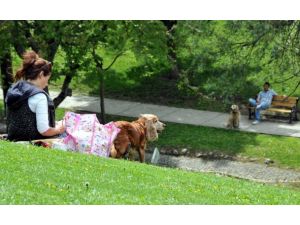 Seğmenler Parkı'ndaki ağaçlar zarar görmeyecek