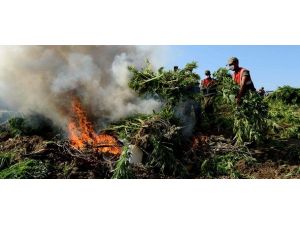 Güney Doğu'da uyuşturucu tacirlerine büyük darbe
