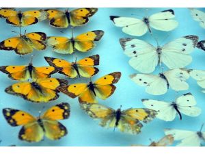 Yabancıların biyolojik avına suçüstü