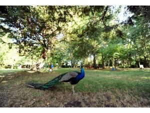 3,5 milyon liraya satılık kuş cenneti