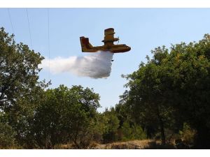 Orman yangını arttı, yanan alan azaldı