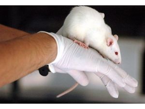 Bilim adamları "sahte anı " oluşturdu