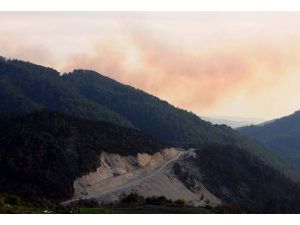 Türkiye-Suriye sınırında orman yangını